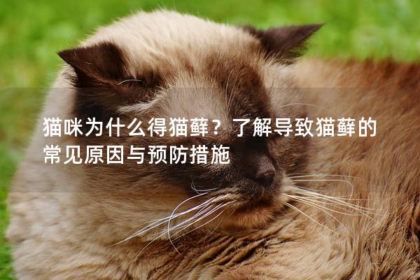 猫咪为什么得猫藓？了解导致猫藓的常见原因与预防措施
