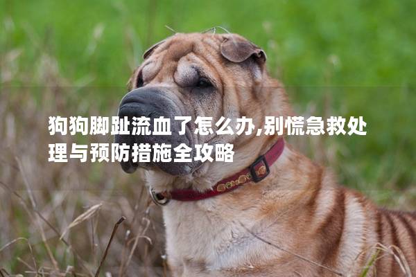 狗狗脚趾流血了怎么办,别慌急救处理与预防措施全攻略