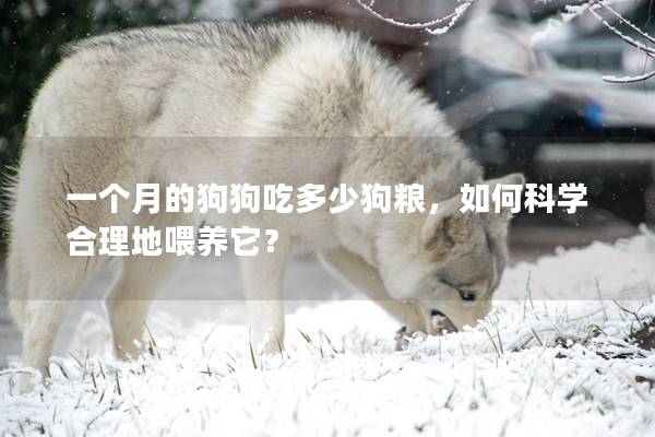 一个月的狗狗吃多少狗粮，如何科学合理地喂养它？