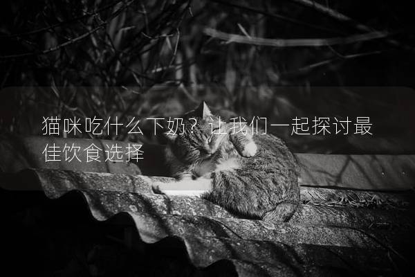 猫咪吃什么下奶？让我们一起探讨最佳饮食选择