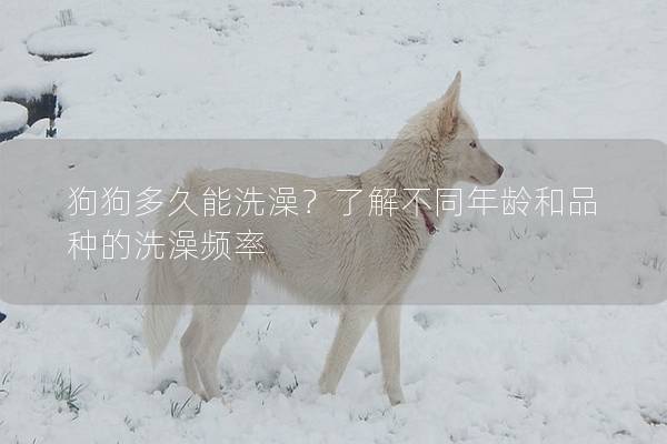 狗狗多久能洗澡？了解不同年龄和品种的洗澡频率