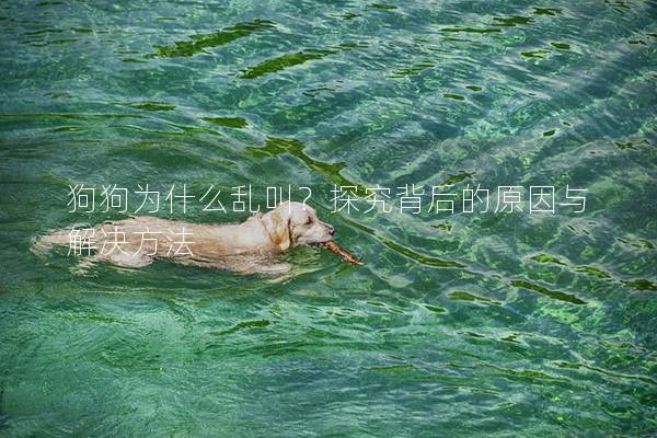 狗狗为什么乱叫？探究背后的原因与解决方法