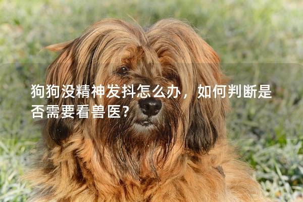 狗狗没精神发抖怎么办，如何判断是否需要看兽医？