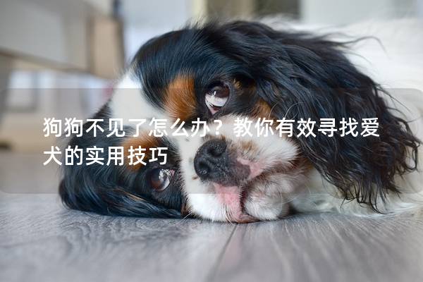 狗狗不见了怎么办？教你有效寻找爱犬的实用技巧