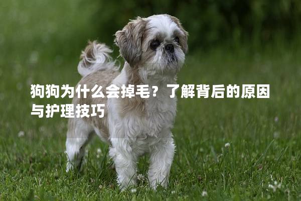狗狗为什么会掉毛？了解背后的原因与护理技巧