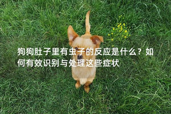 狗狗肚子里有虫子的反应是什么？如何有效识别与处理这些症状