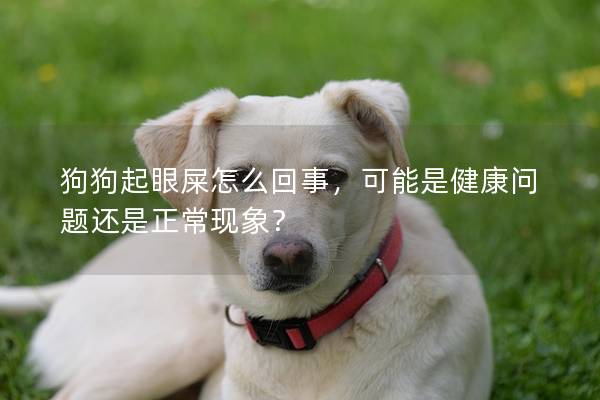 狗狗起眼屎怎么回事，可能是健康问题还是正常现象？