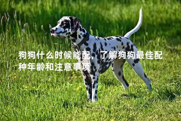 狗狗什么时候能配，了解狗狗最佳配种年龄和注意事项