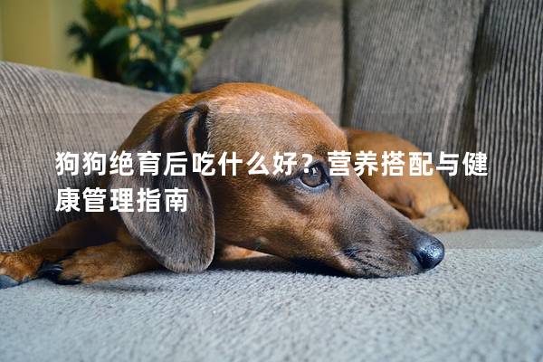 狗狗绝育后吃什么好？营养搭配与健康管理指南