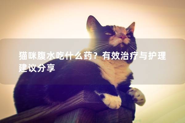猫咪腹水吃什么药？有效治疗与护理建议分享