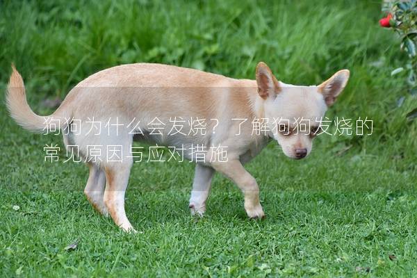 狗狗为什么会发烧？了解狗狗发烧的常见原因与应对措施
