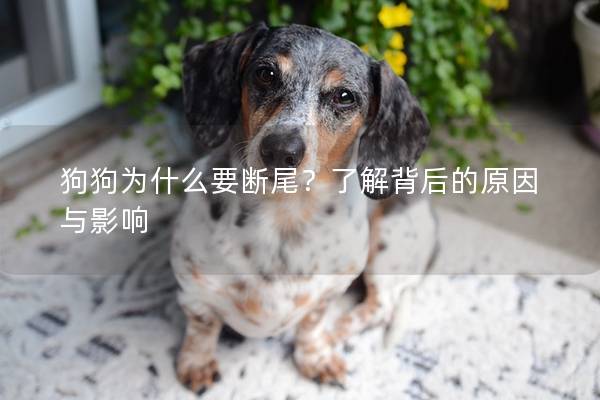 狗狗为什么要断尾？了解背后的原因与影响