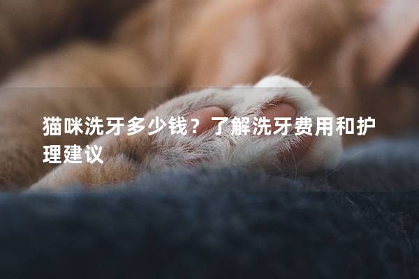 猫咪洗牙多少钱？了解洗牙费用和护理建议