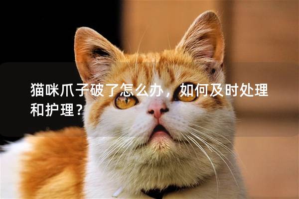 猫咪爪子破了怎么办，如何及时处理和护理？