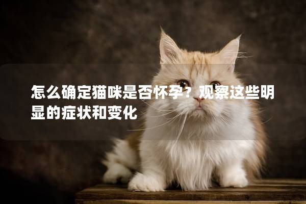 怎么确定猫咪是否怀孕？观察这些明显的症状和变化