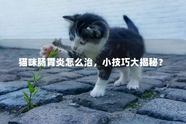 猫咪肠胃炎怎么治，小技巧大揭秘？