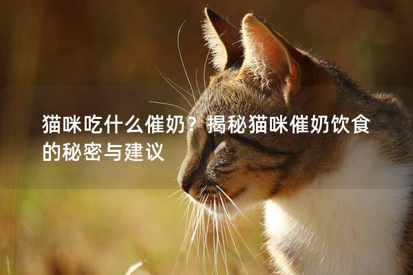 猫咪吃什么催奶？揭秘猫咪催奶饮食的秘密与建议