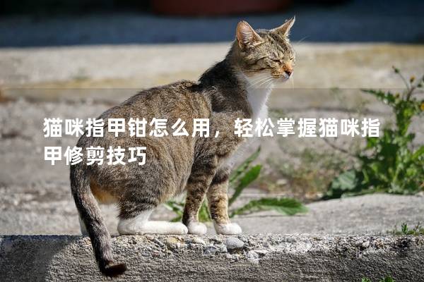 猫咪指甲钳怎么用，轻松掌握猫咪指甲修剪技巧