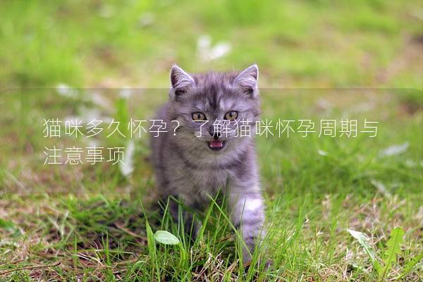 猫咪多久怀孕？了解猫咪怀孕周期与注意事项