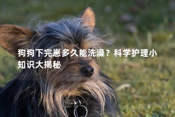 狗狗下完崽多久能洗澡？科学护理小知识大揭秘