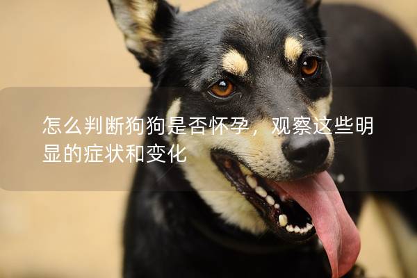 怎么判断狗狗是否怀孕，观察这些明显的症状和变化