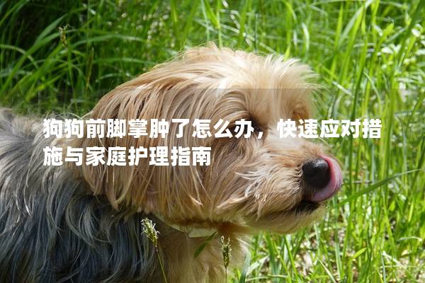 狗狗前脚掌肿了怎么办，快速应对措施与家庭护理指南