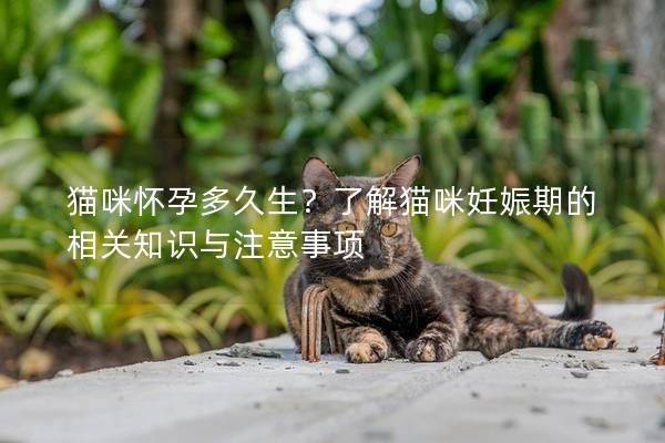 猫咪怀孕多久生？了解猫咪妊娠期的相关知识与注意事项