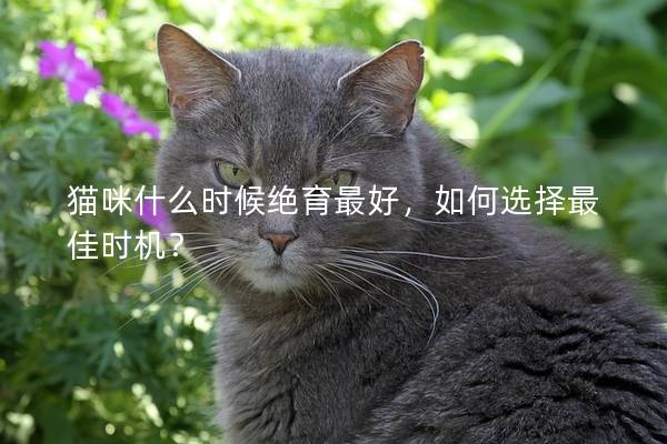 猫咪什么时候绝育最好，如何选择最佳时机？