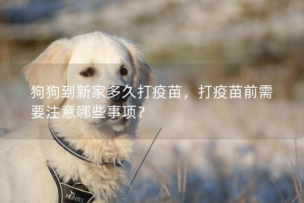 狗狗到新家多久打疫苗，打疫苗前需要注意哪些事项？