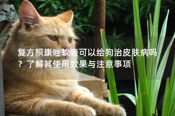 复方酮康唑软膏可以给狗治皮肤病吗？了解其使用效果与注意事项