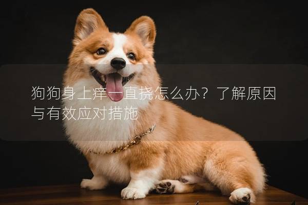 狗狗身上痒一直挠怎么办？了解原因与有效应对措施
