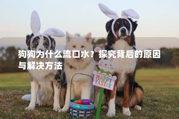 狗狗为什么流口水？探究背后的原因与解决方法