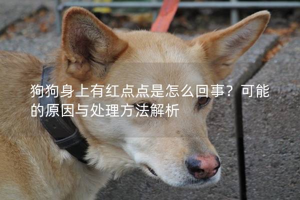 狗狗身上有红点点是怎么回事？可能的原因与处理方法解析
