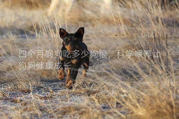四个月狗狗吃多少狗粮，科学喂养让狗狗健康成长