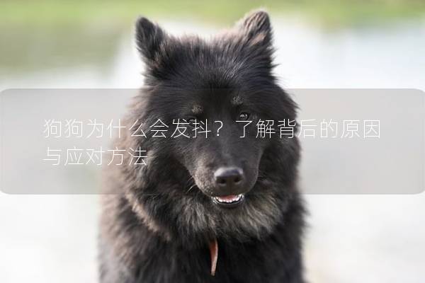 狗狗为什么会发抖？了解背后的原因与应对方法