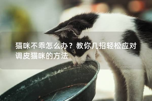 猫咪不乖怎么办？教你几招轻松应对调皮猫咪的方法