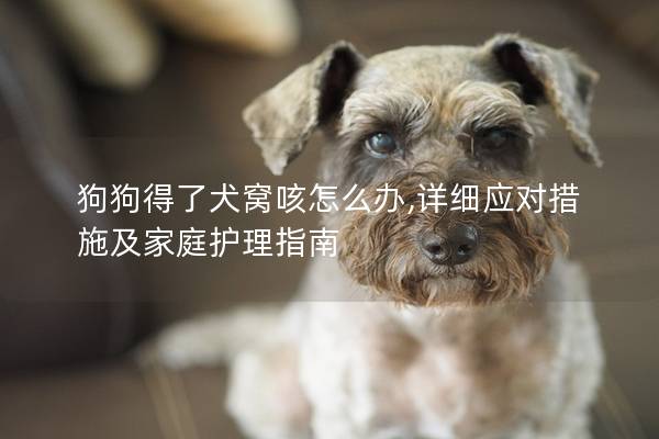 狗狗得了犬窝咳怎么办,详细应对措施及家庭护理指南