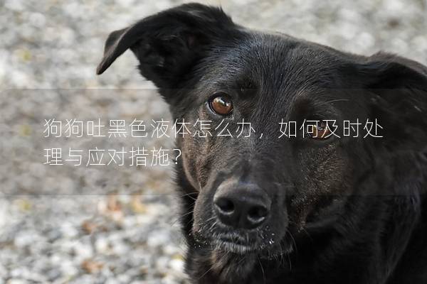 狗狗吐黑色液体怎么办，如何及时处理与应对措施？