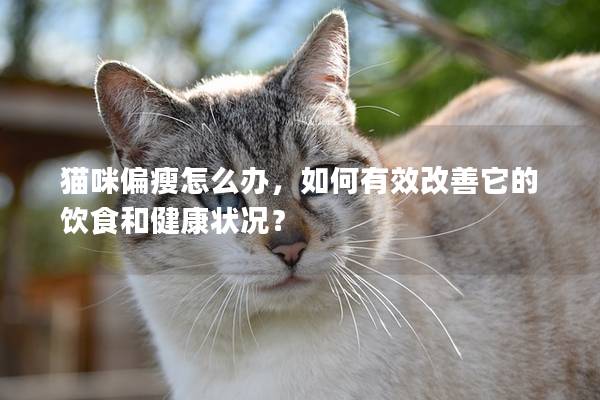 猫咪偏瘦怎么办，如何有效改善它的饮食和健康状况？