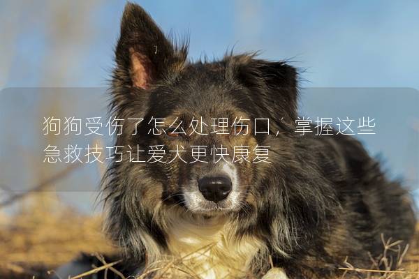 狗狗受伤了怎么处理伤口，掌握这些急救技巧让爱犬更快康复