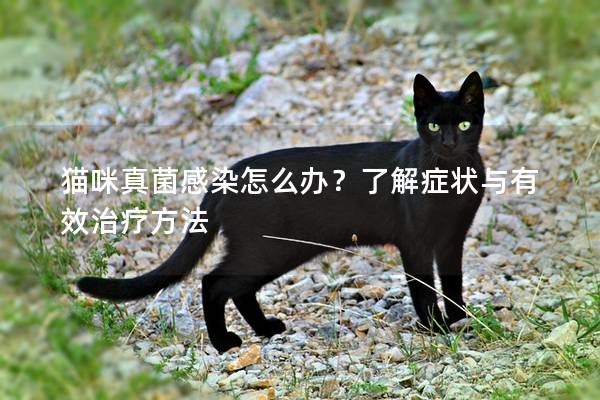 猫咪真菌感染怎么办？了解症状与有效治疗方法