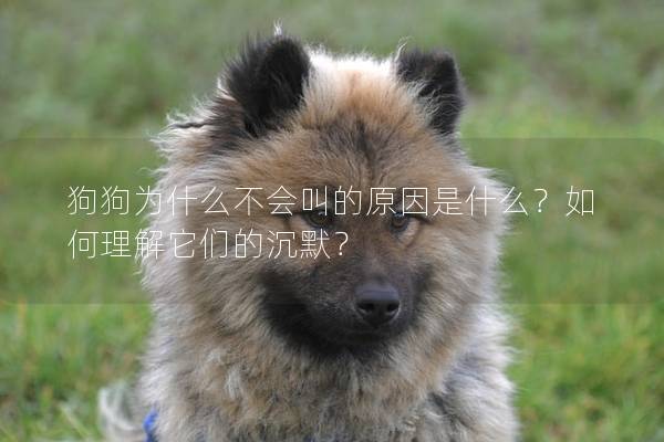 狗狗为什么不会叫的原因是什么？如何理解它们的沉默？