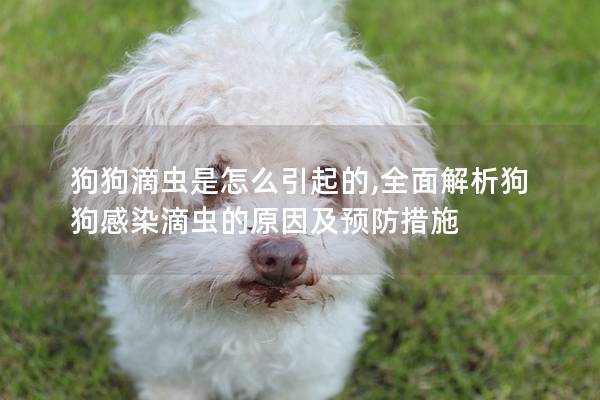 狗狗滴虫是怎么引起的,全面解析狗狗感染滴虫的原因及预防措施