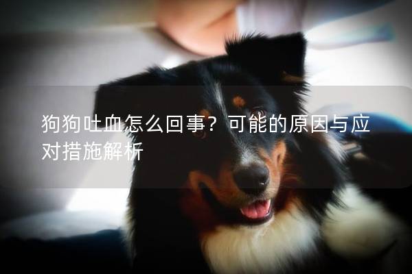 狗狗吐血怎么回事？可能的原因与应对措施解析