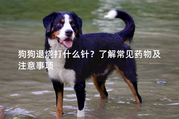 狗狗退烧打什么针？了解常见药物及注意事项