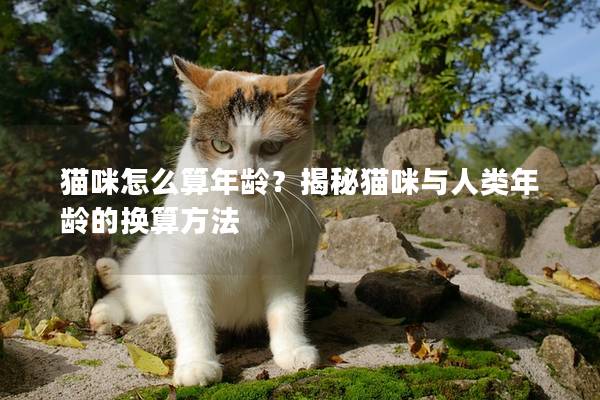 猫咪怎么算年龄？揭秘猫咪与人类年龄的换算方法