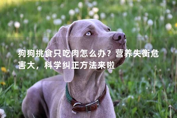 狗狗挑食只吃肉怎么办？营养失衡危害大，科学纠正方法来啦