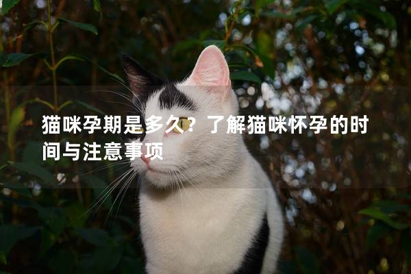 猫咪孕期是多久？了解猫咪怀孕的时间与注意事项