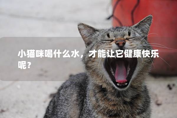 小猫咪喝什么水，才能让它健康快乐呢？