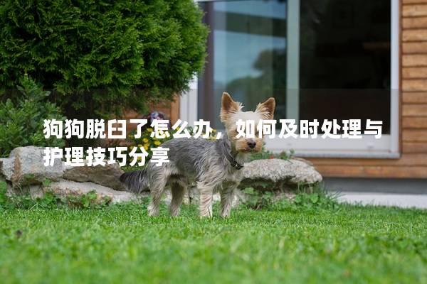 狗狗脱臼了怎么办，如何及时处理与护理技巧分享